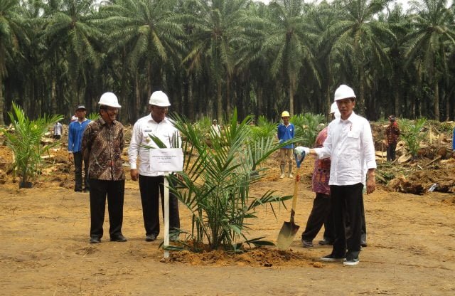 proyek peremajaan sawit rakyat