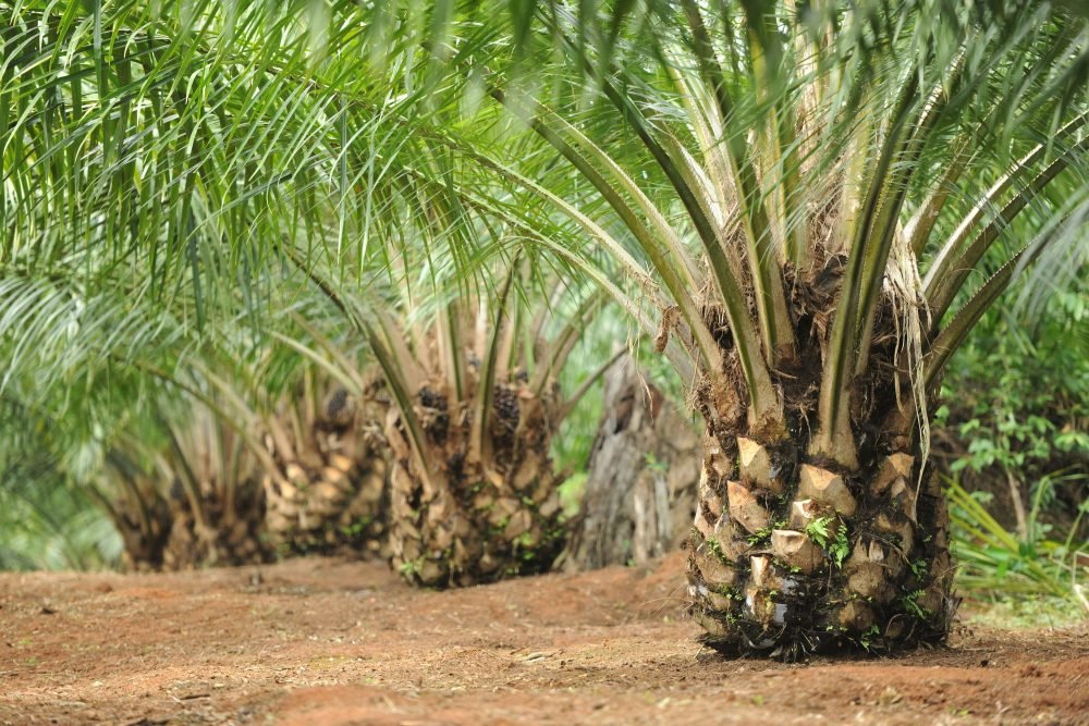 Kelapa Sawit