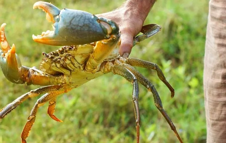 Seruyan