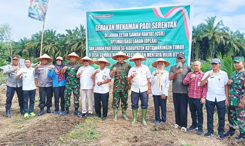 Tanam Padi